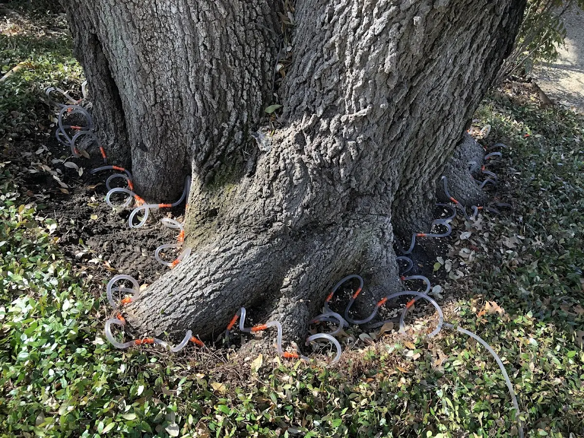 Detailed Tree Cabling and Bracing job site in Rockaway Park