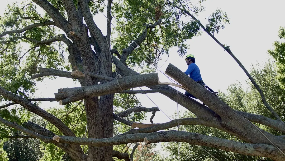 Professional Crown Thinning performed by certified arborists in Rockaway Park