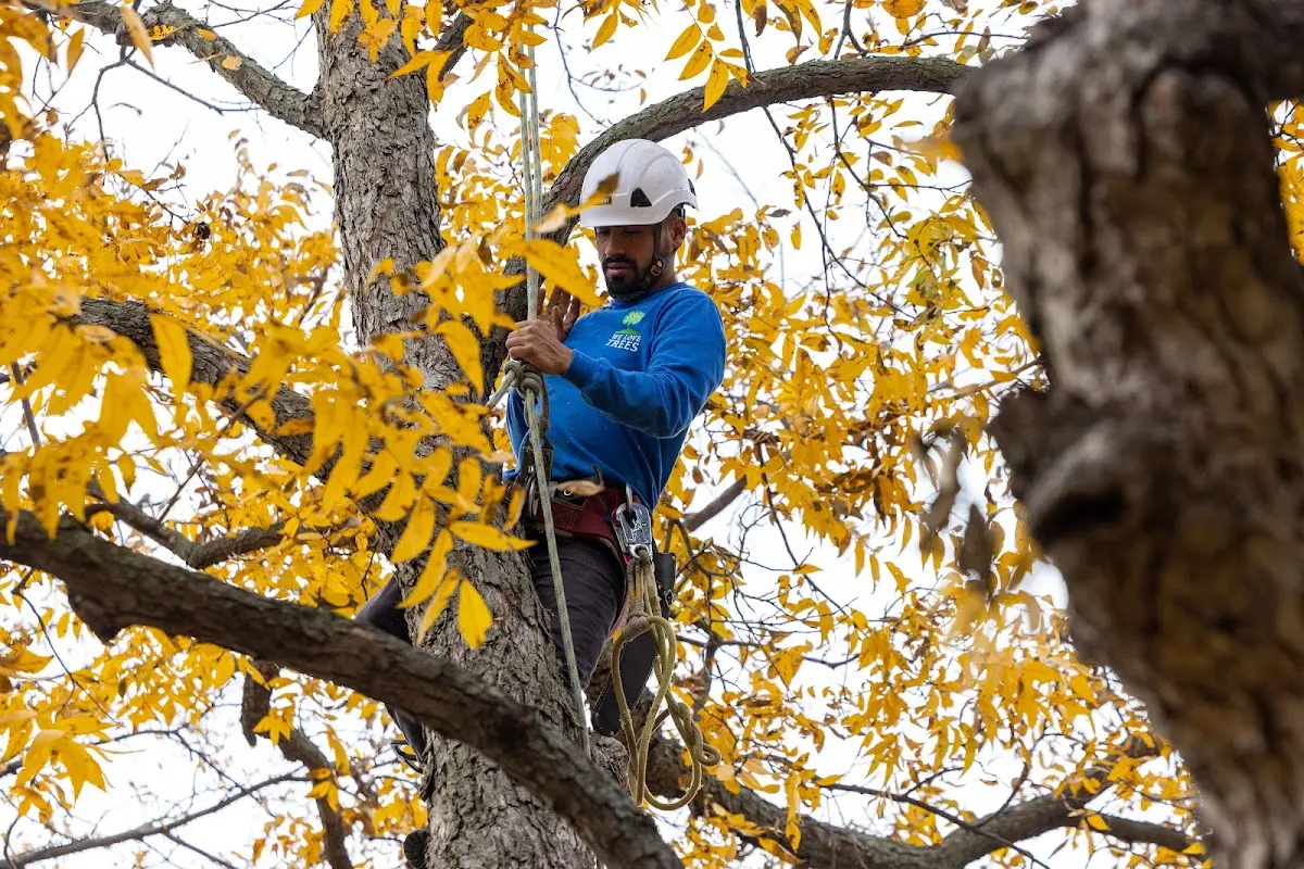 Skilled Tree Pruning crew working in Rockaway Park
